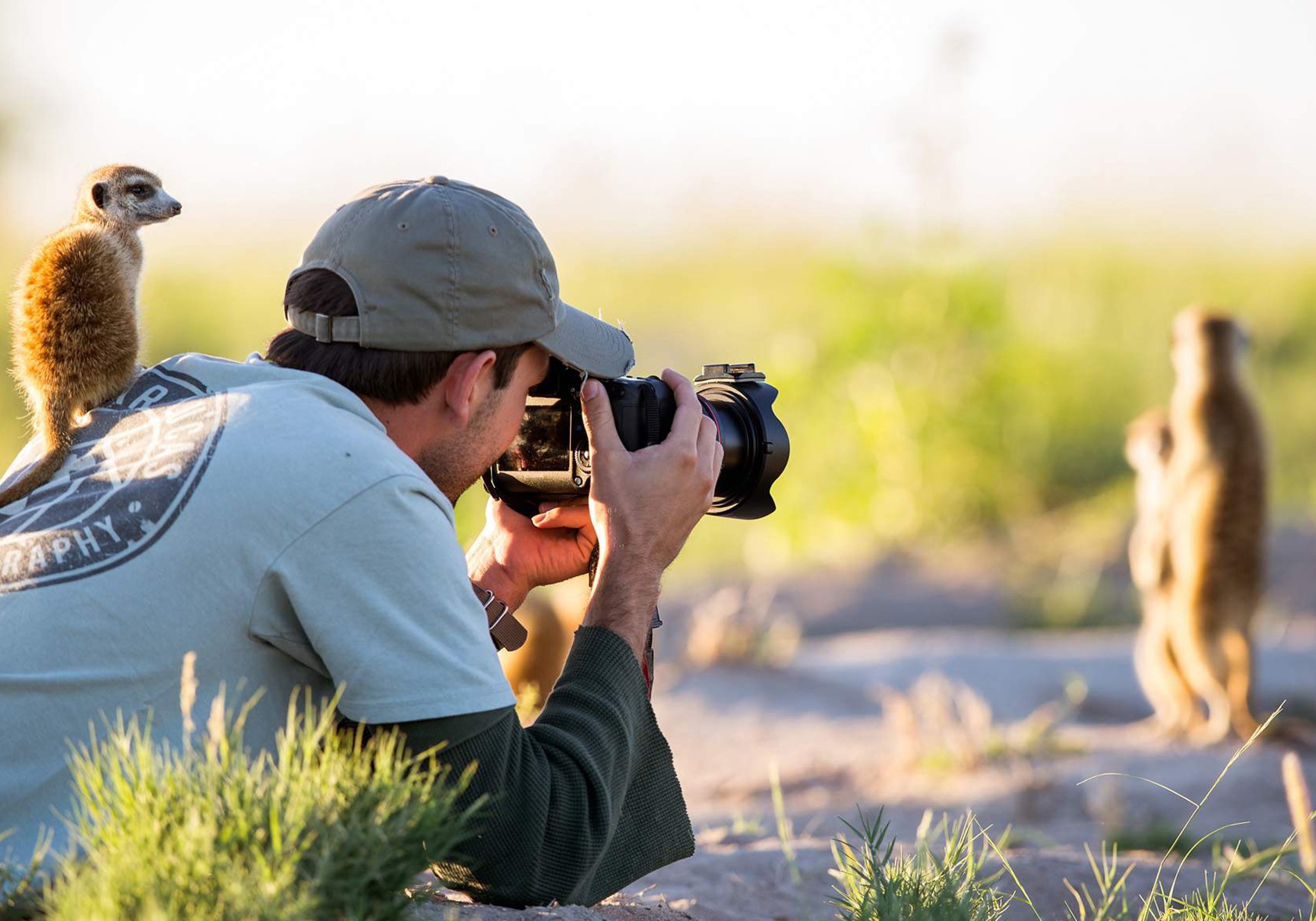 Photographing Meerkats Will photographing meerkats in Botswana